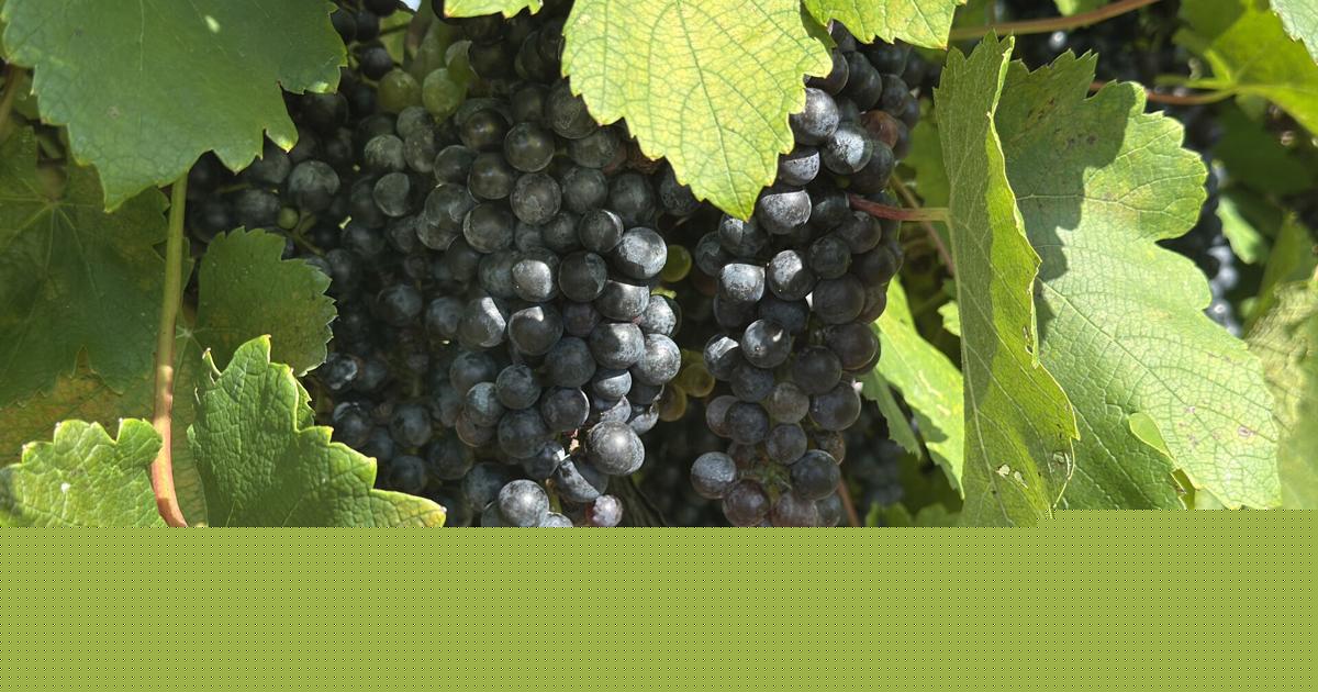 Southern Gardening: MSU bunch grapes trials reveal solid performers