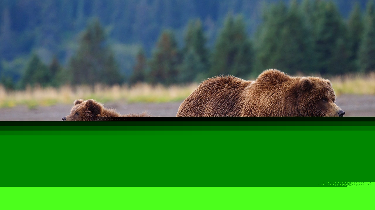 Washington's grizzly bear power grab is finally coming to a long-overdue end