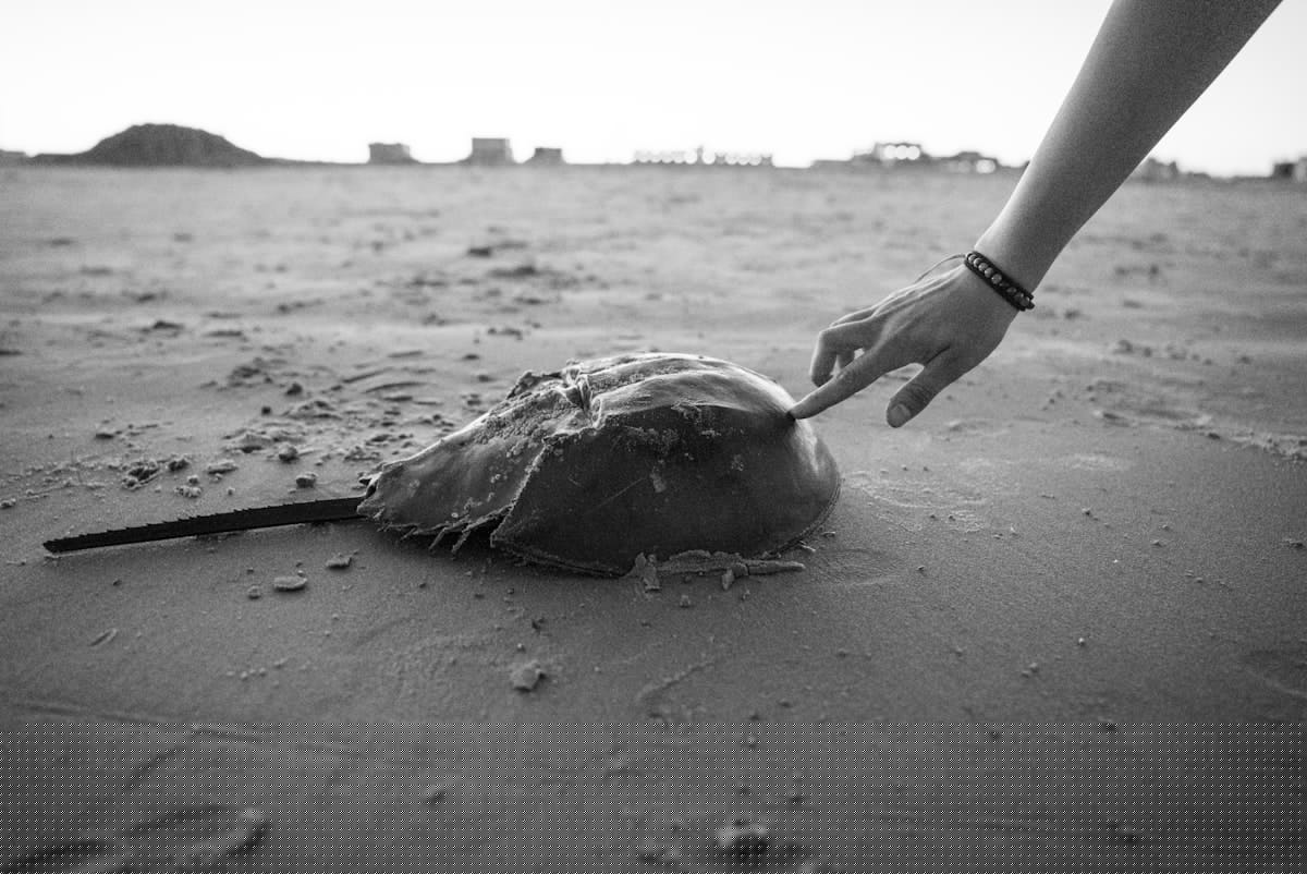 A New Petition Aims To Stop Cape May Horseshoe Crab Harvests