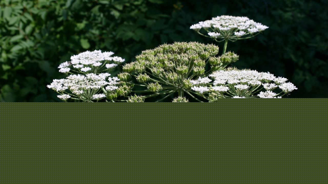 Hogweed sap causes deep chemical burns and lifelong scarring