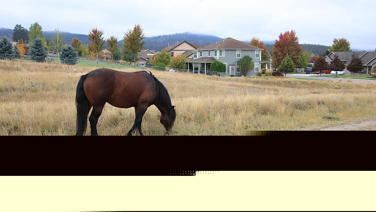 Will This Solution Work for Missoula’s Horse Herd?