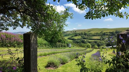 Builth Wells lavender farm featured on new meditative series