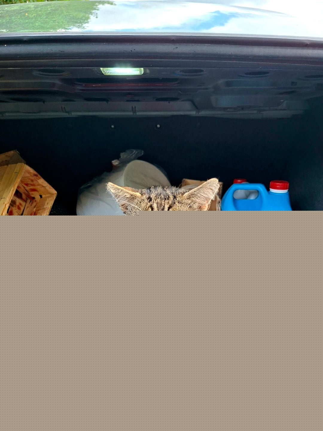 Cats - Trunk supervisor