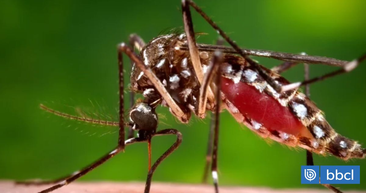 Minsal decreta alerta sanitaria desde Arica a Los Lagos por presencia de mosquito que transmite dengue