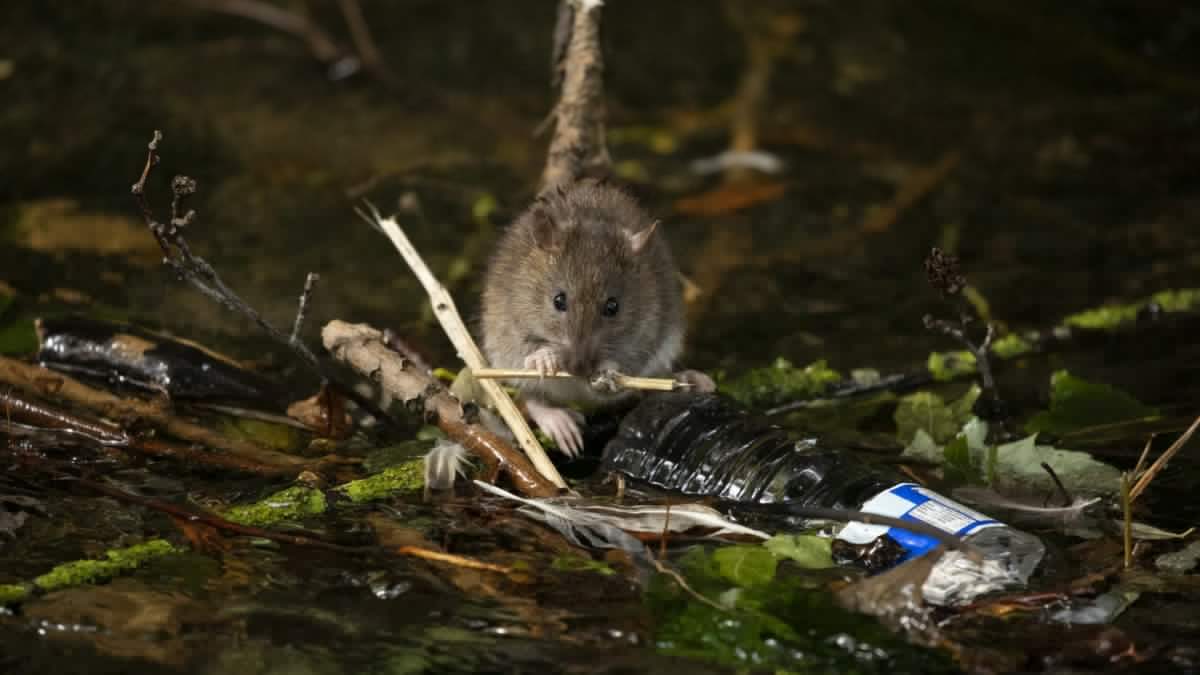 The 132 worst rivers in England for pollution – and the four that are clean