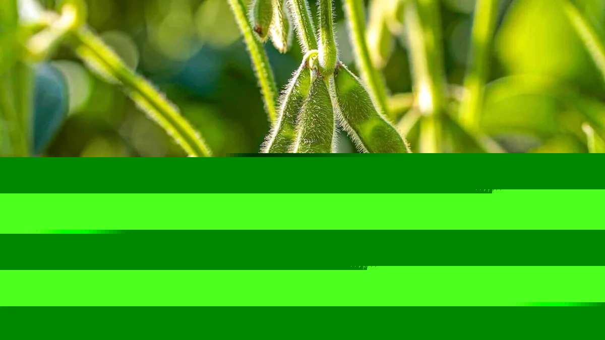 Soybeans Extend Buying into the End of the Week