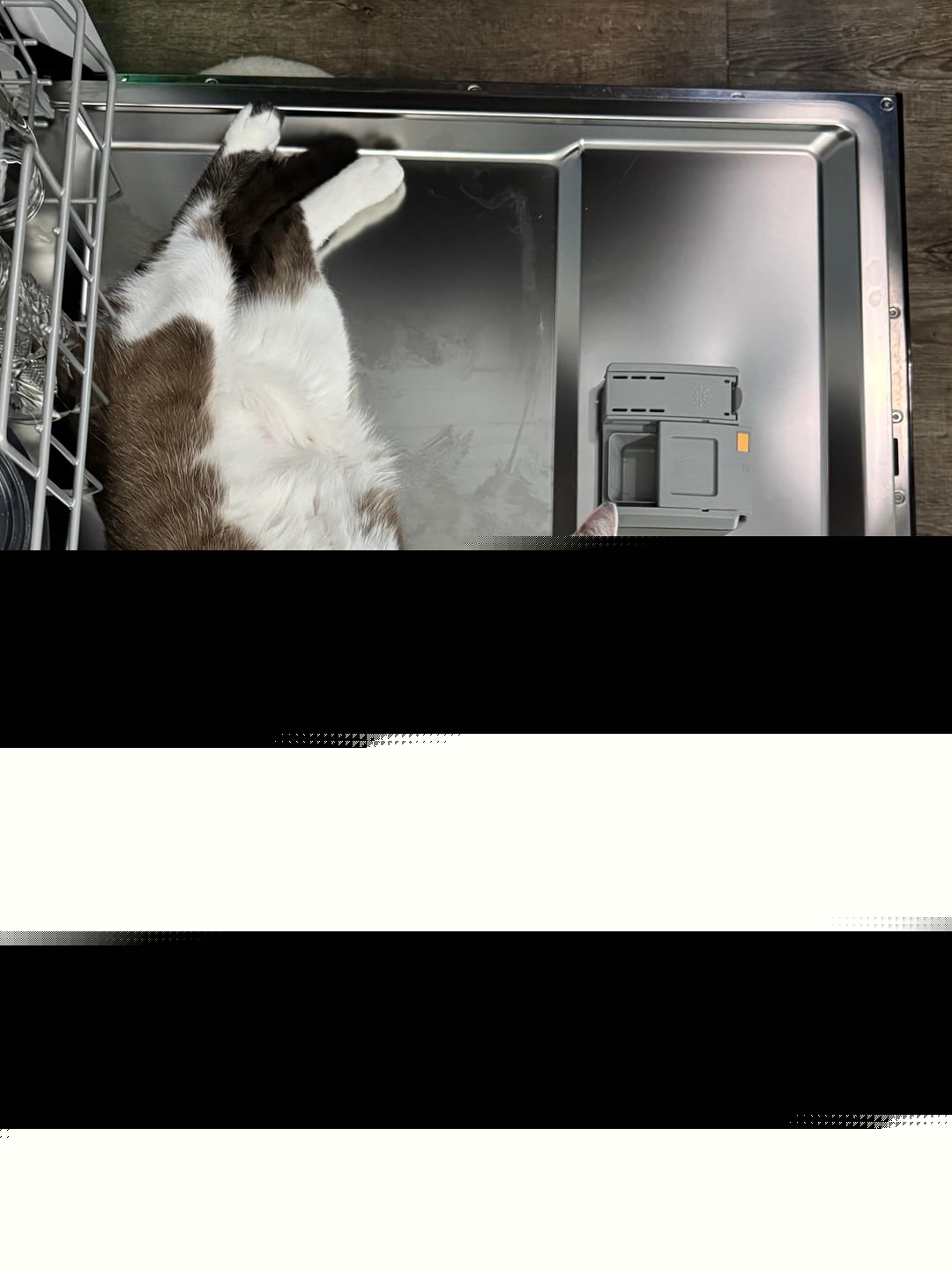 Cats - The dishwasher