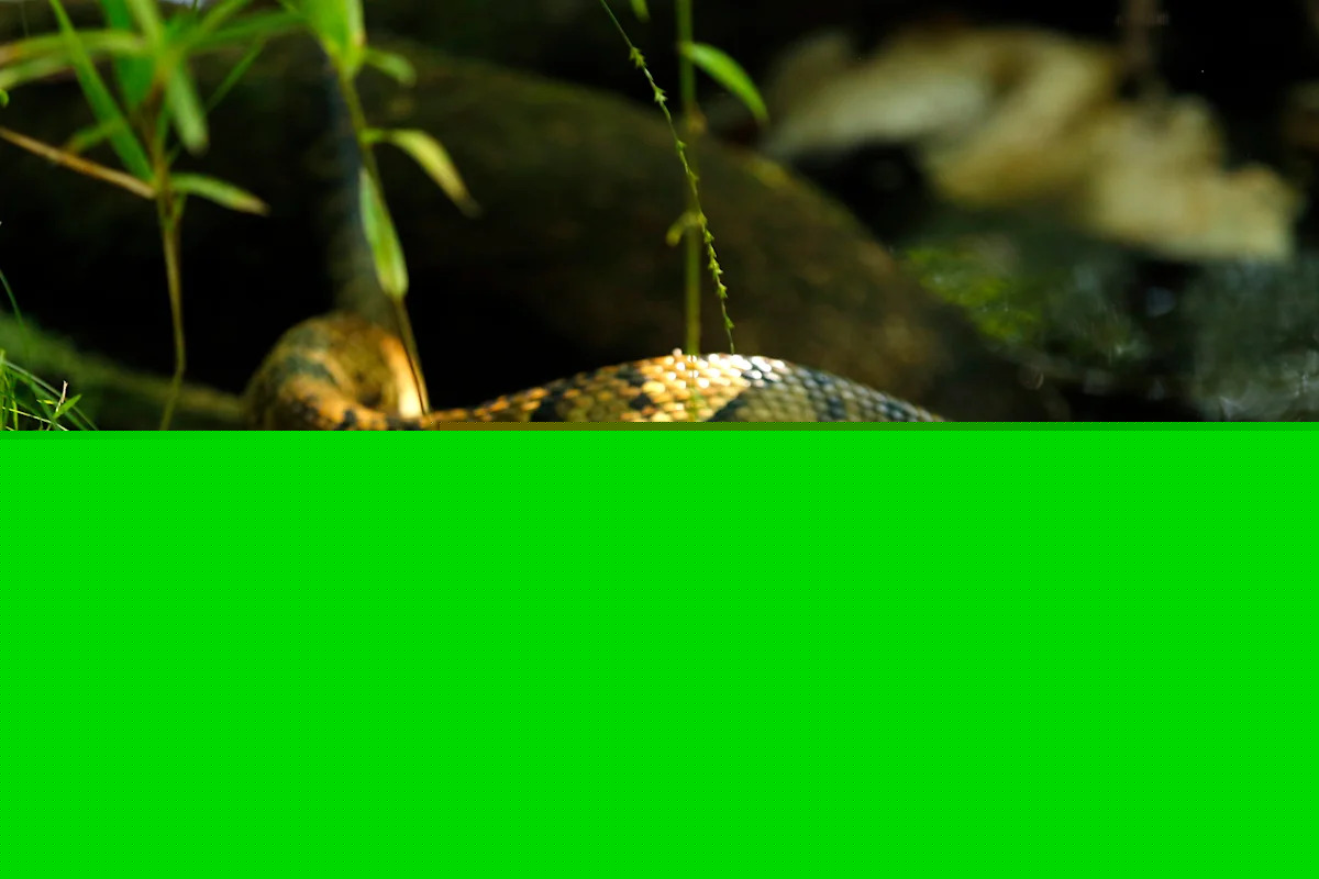 High school football player reportedly practiced for nearly an hour with a venomous cottonmouth snake in his helmet