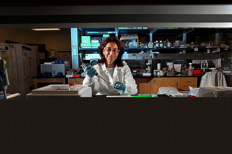 Pine Bark and Sea Sponge Compounds Could Defeat Drug-Resistant Malaria