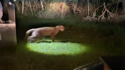 Mountain lion found in San Francisco neighborhood released in Santa Cruz Mountains