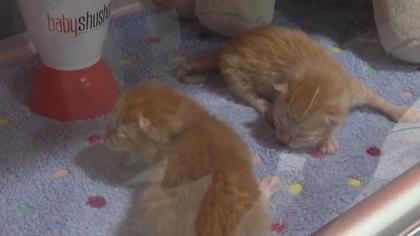 Tampa humane society veteran hatches great idea
