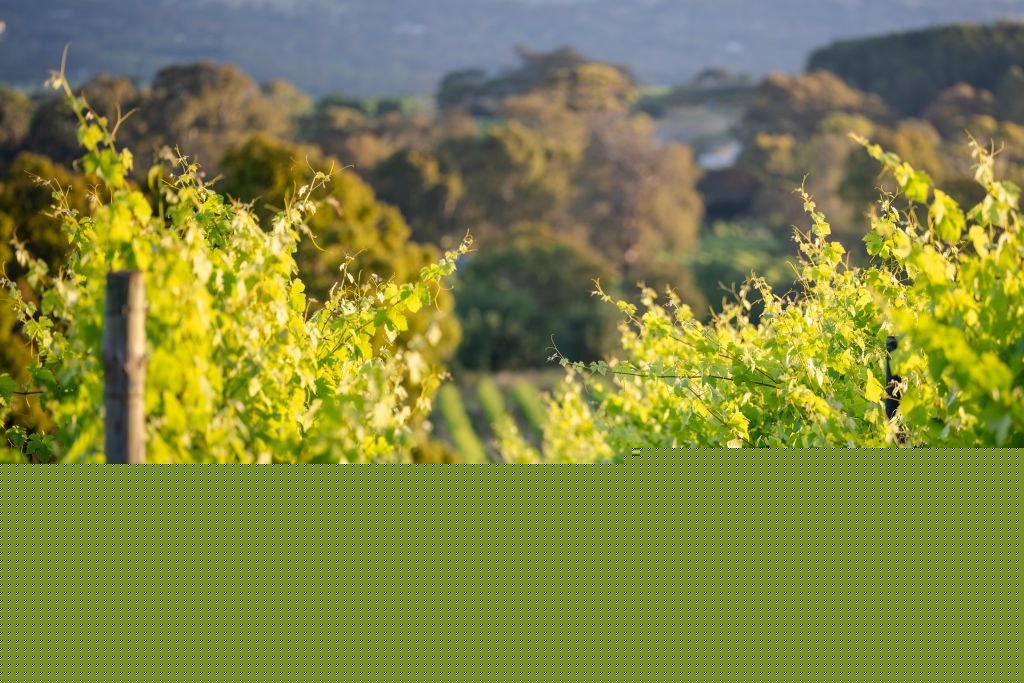 VineHealth Biosecurity Champion Award nominations closing soon