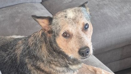 El Paso County shelter seeks support for urgent dental care for dog rescued from landfill