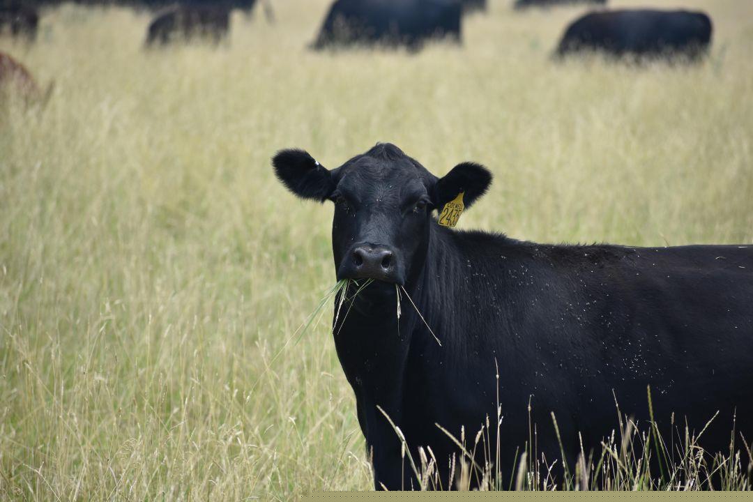 Baker County ranchers say drought rivals the most dire