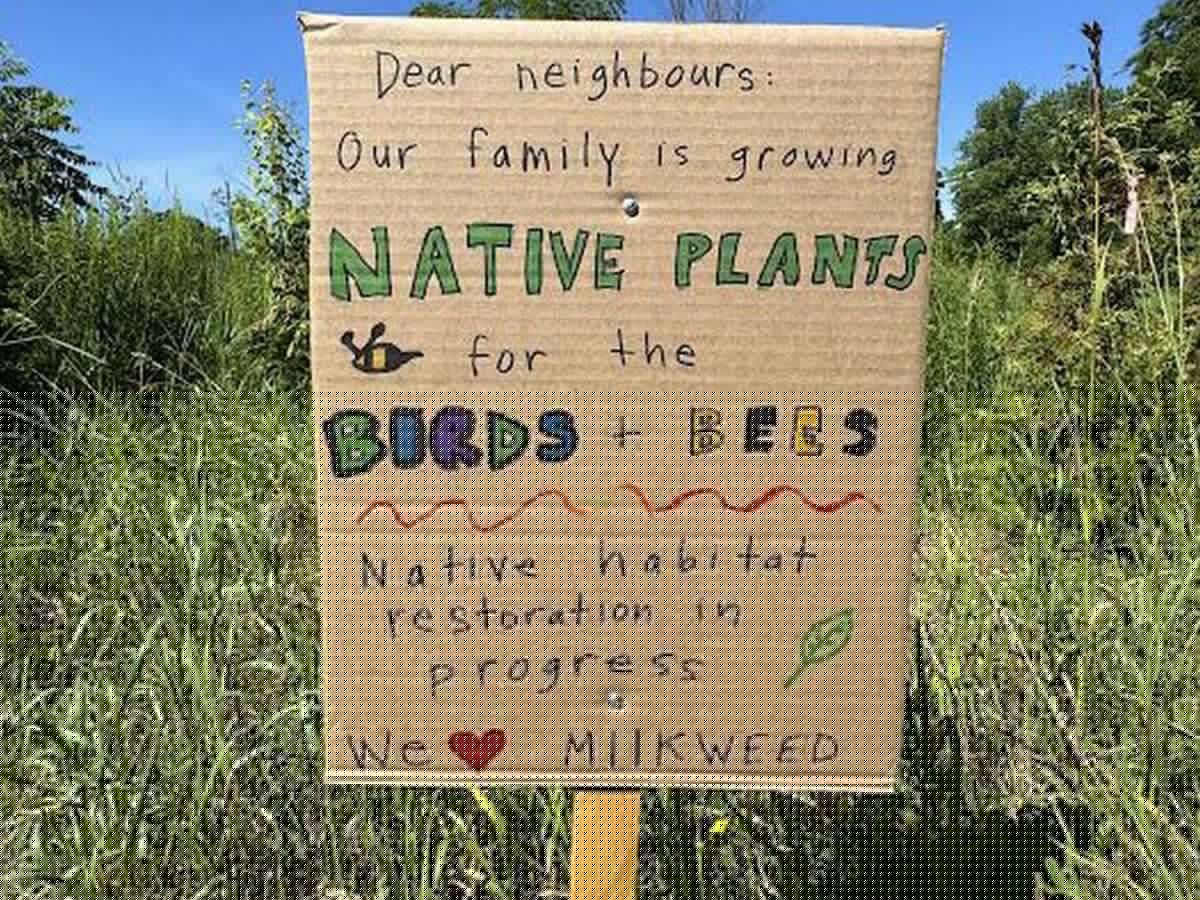 Napanee council to leave concerned resident's naturalized grass be, for now