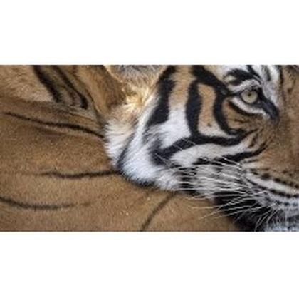 Analysis of 12 tiger range states highlights urgent need for legislative reform to reduce threats to the world's tigers