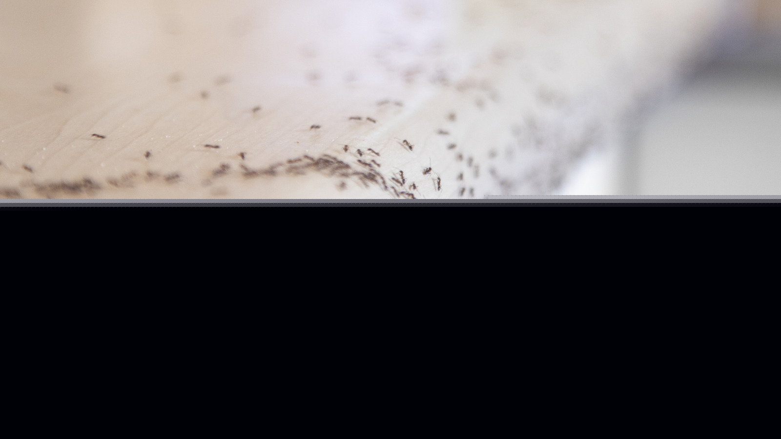 The Citrusy Kitchen Staple You Can Use To Help Deter Ants From Your Home