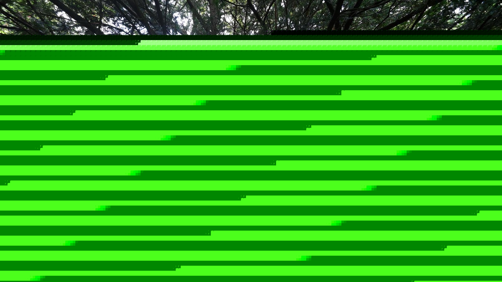 Welche giftigen Bäume im Thüringer Wald zu finden sind