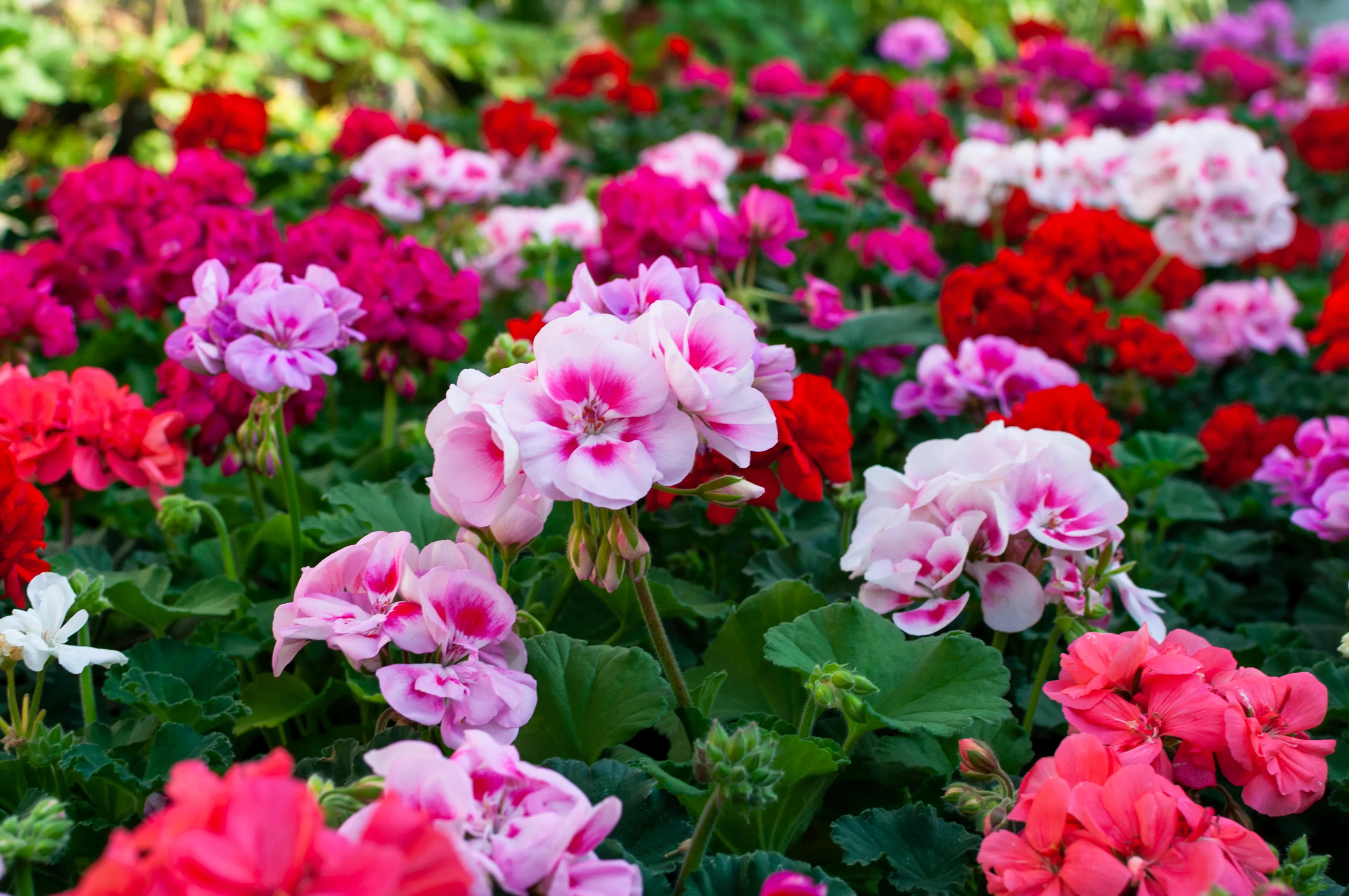 Sadzenie pelargonii na balkonie. Nie musisz się spieszyć