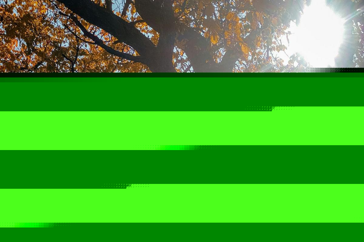 Michigan Homeowners: What to Do When Branches Hang Over Your Fenc