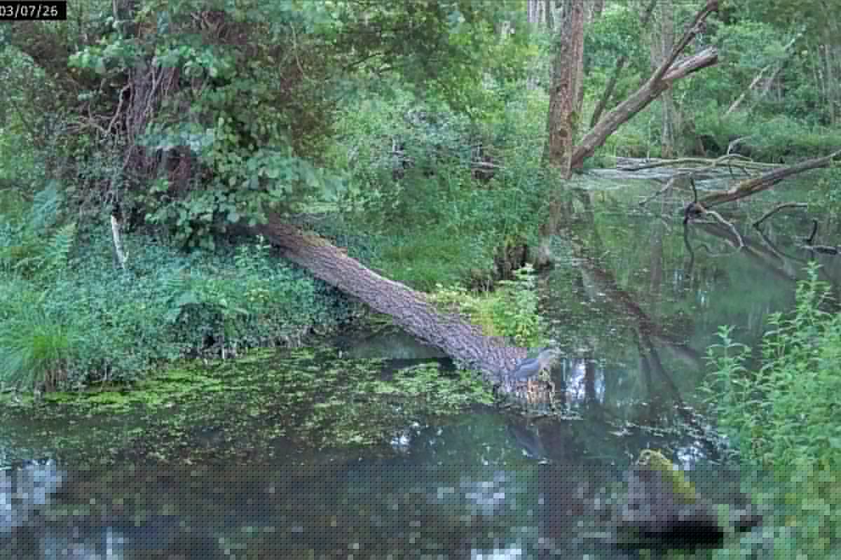 Rare heron spotted on camera at Somerset National Trust site
