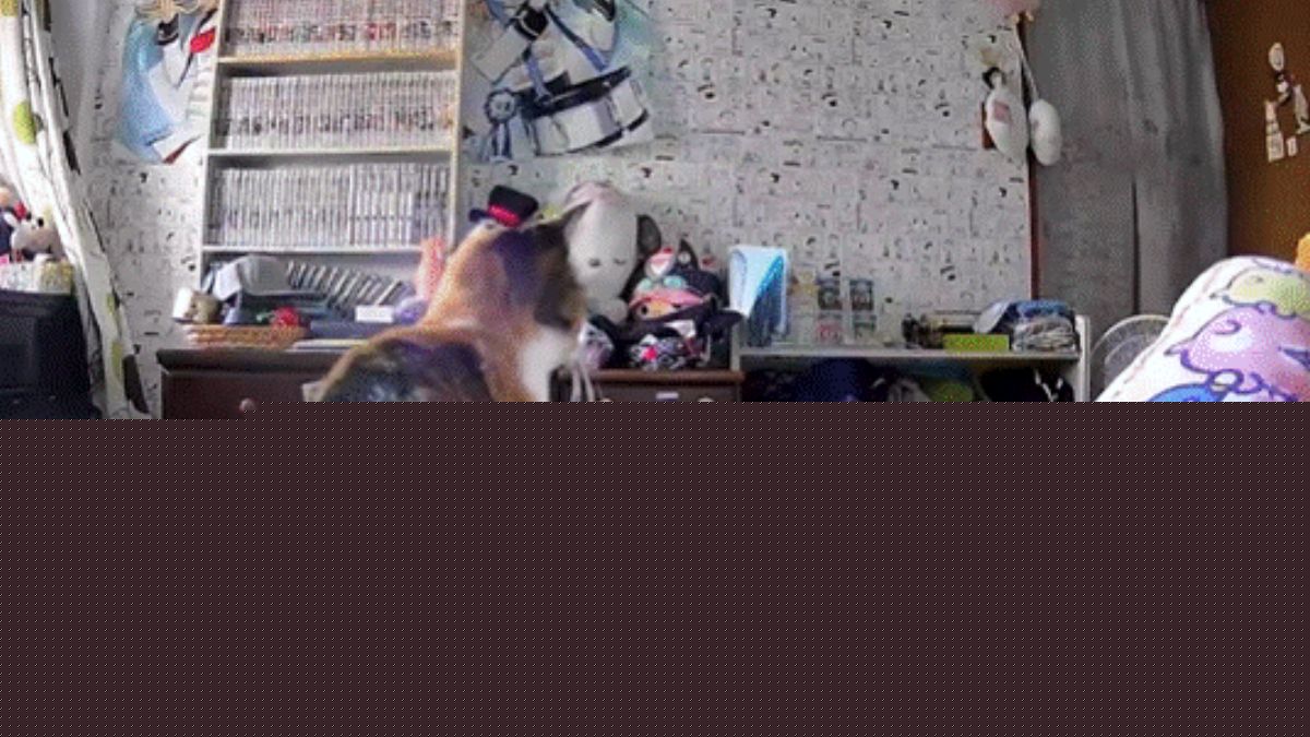 Cat wakes up from sleep moments before earthquake shakes room in Japan, video goes viral