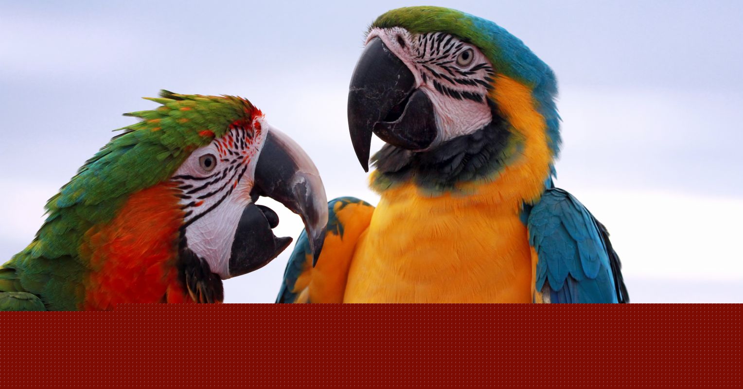 Macaws and the Origins of Social Learning