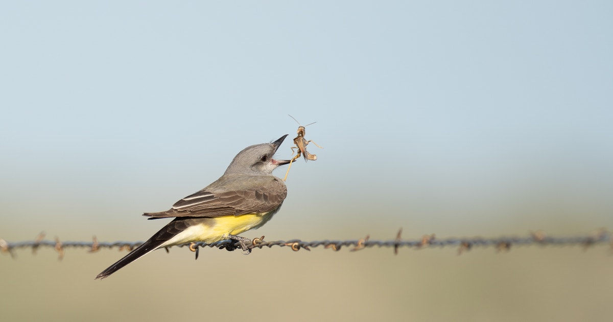 What You May Not Know About Monitoring Surveys