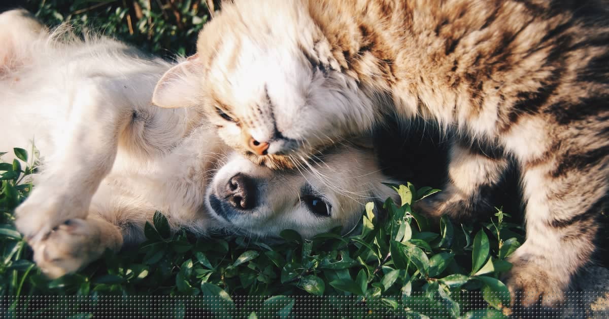 Choosing Cruelty-Free Cosmetics: Activism through Alternatives