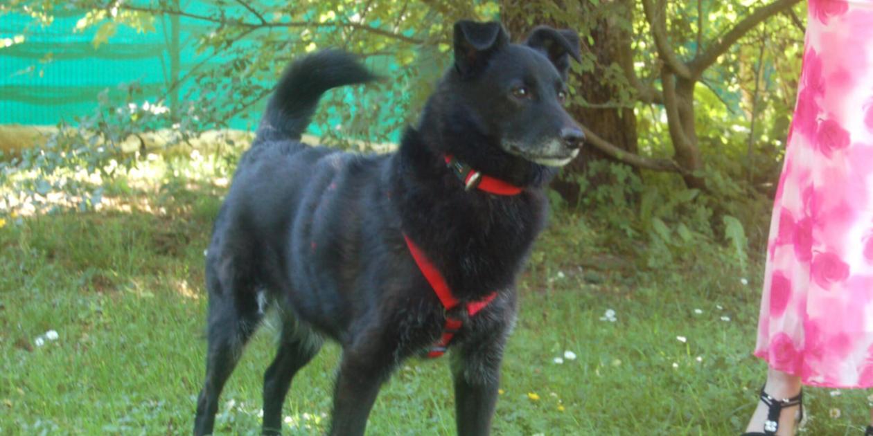 Nur alle zwei Tage kam jemand zum Füttern: Nach langer Einsamkeit - Sammy sucht liebevolles Zuhause