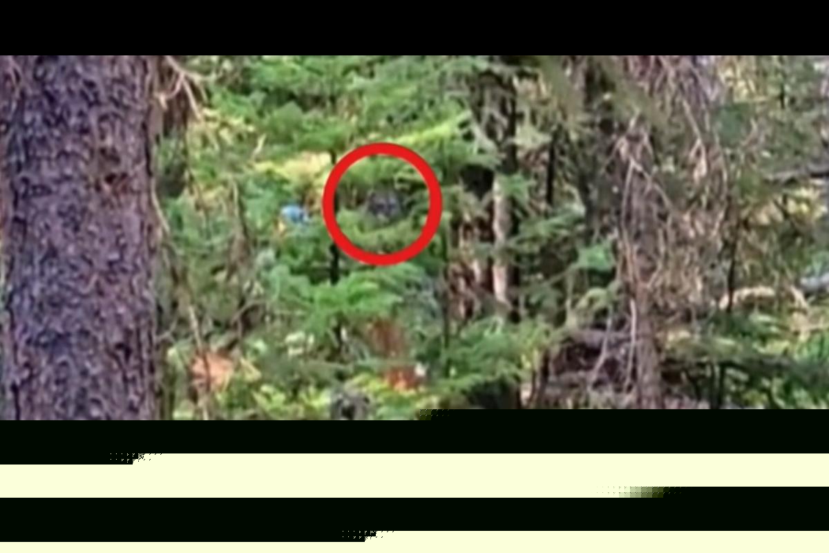 Montana Bigfoot Video Has Experts Talking