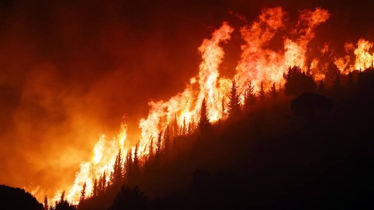 Incendi in Sicilia, dalle opposizioni una mozione all'Ars: "Più prevenzione, forestali e videosorveglianza"