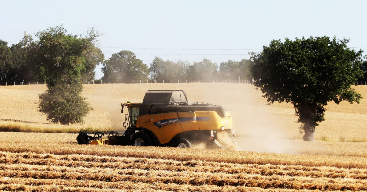 Économie. « Nous vivons une catastrophe » : entre sécheresse et canicule, l’agriculture en grande souffrance