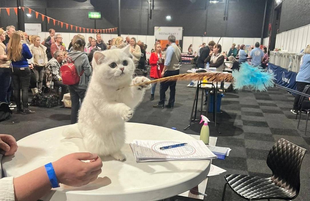 Romanian cats again in the spotlight after winning major international competition