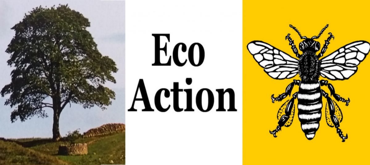 ECO ACTION - Six steps to help the planet as widespread willdfires burn in Europe