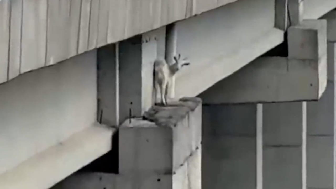 Wie ist die denn dahin gekommen? - Feuerwehr muss Ziege von Brücke retten