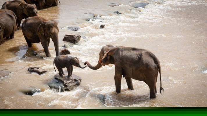 12. srpna - Světový den slonů