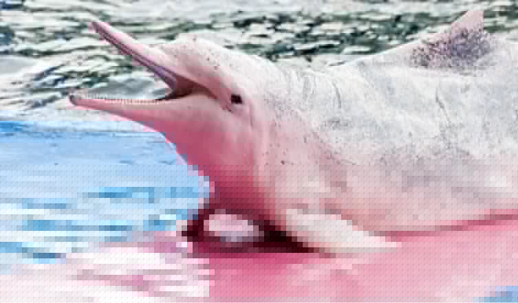 Animals - Indo-Pacific Humpback Dolphin
