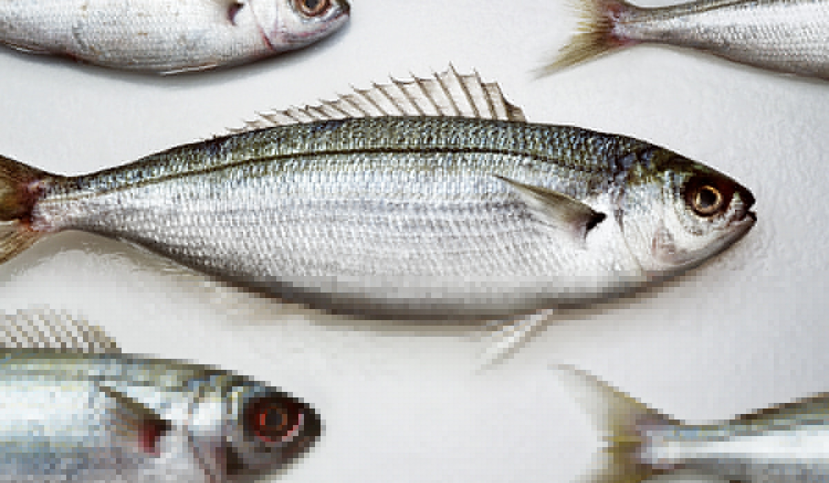 Investigation launched after more than 4,500 fish found dead in Co. Cavan river