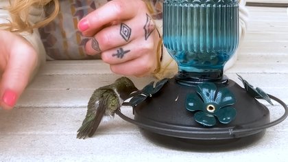 Caring Woman Spends Four Hours Reviving a Dehydrated Hummingbird Too Weak to Feed