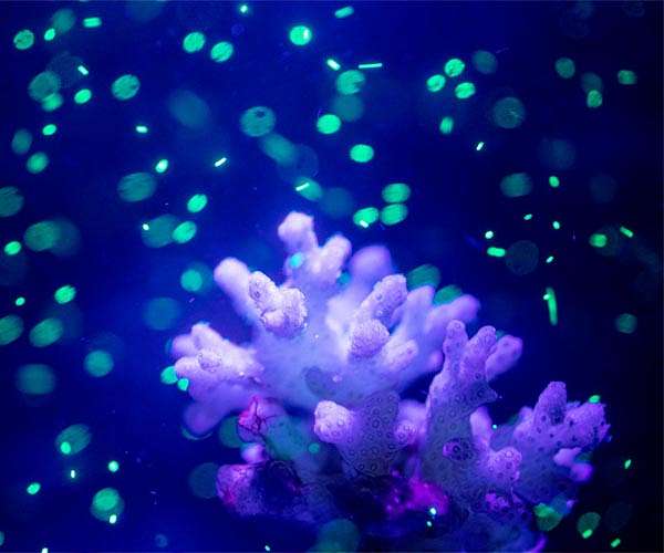Microplastics in one-third of surveyed Pacific Island fish