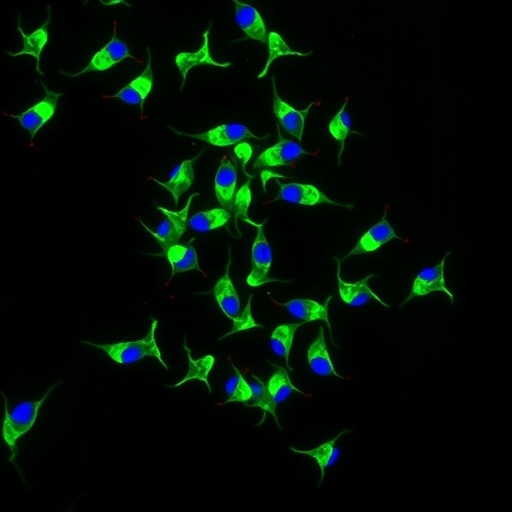 PLK1 Inhibition Boosts Gemcitabine Apoptosis in Pancreatic Cancer