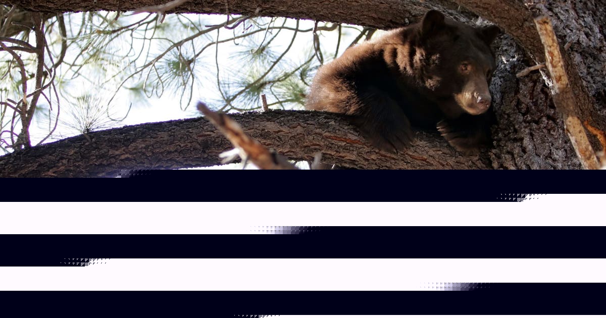 Black bears invade Lake Tahoe homes as break-ins surge and locals fortify defenses