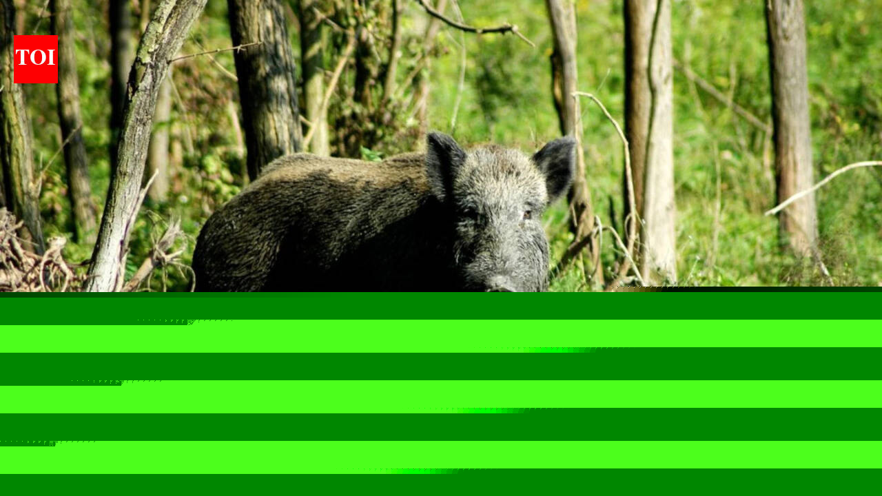After 224 years, Australia finally eradicates pigs from Kangaroo Island