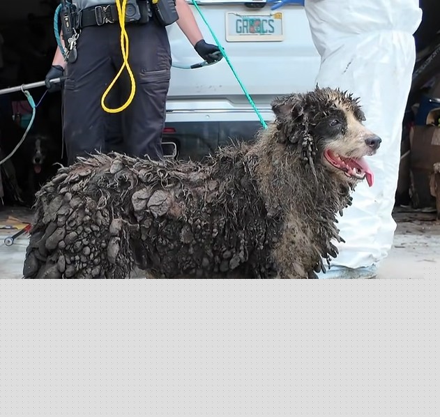 36 Border Collies seized from Florida hoarder in heartbreaking condition