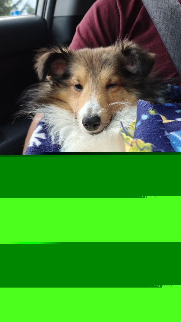 After 18-day search, Milo is back home in Detroit Lakes