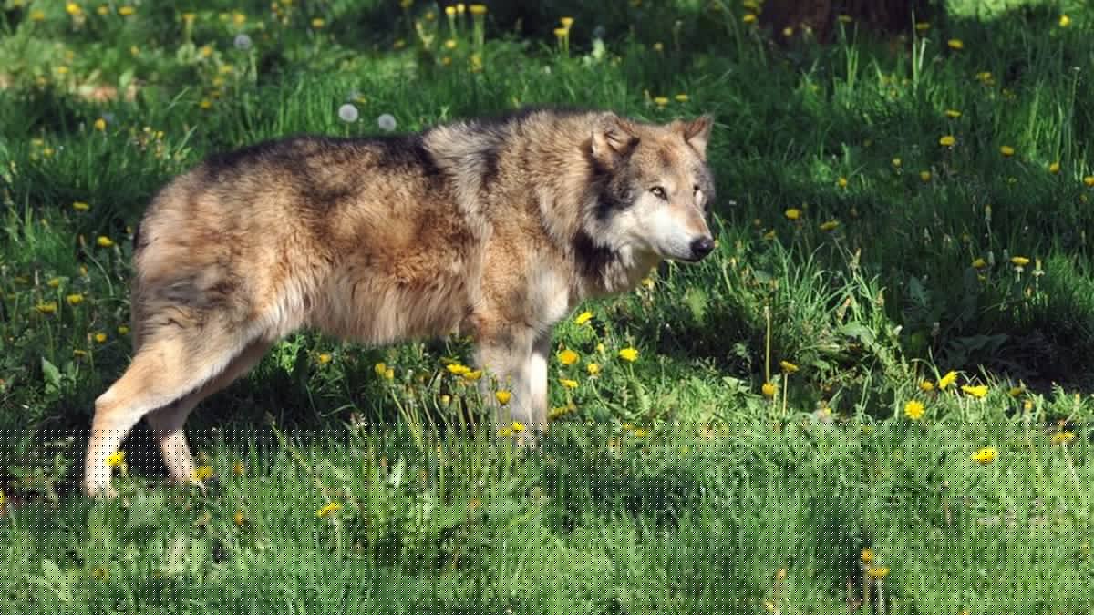 Photos de loups morts, charnier, armes... trois personnes seront jugées pour avoir abattu neuf loups illégalement dans les Hautes-Alpes