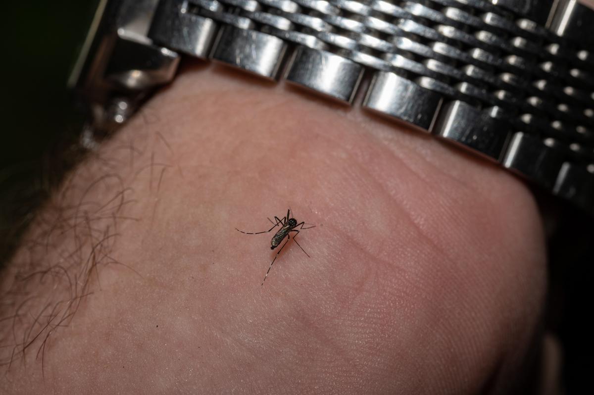 Deadly West Nile Virus Arrives in Canyon County
