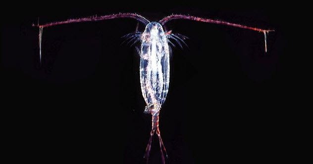Comment on 10 Incredibly Intricate Microscopic Organisms That Will Blow Your Mind by God Is The Ultimate Mind-Blower Of The Universe. – JLThomson's Blog