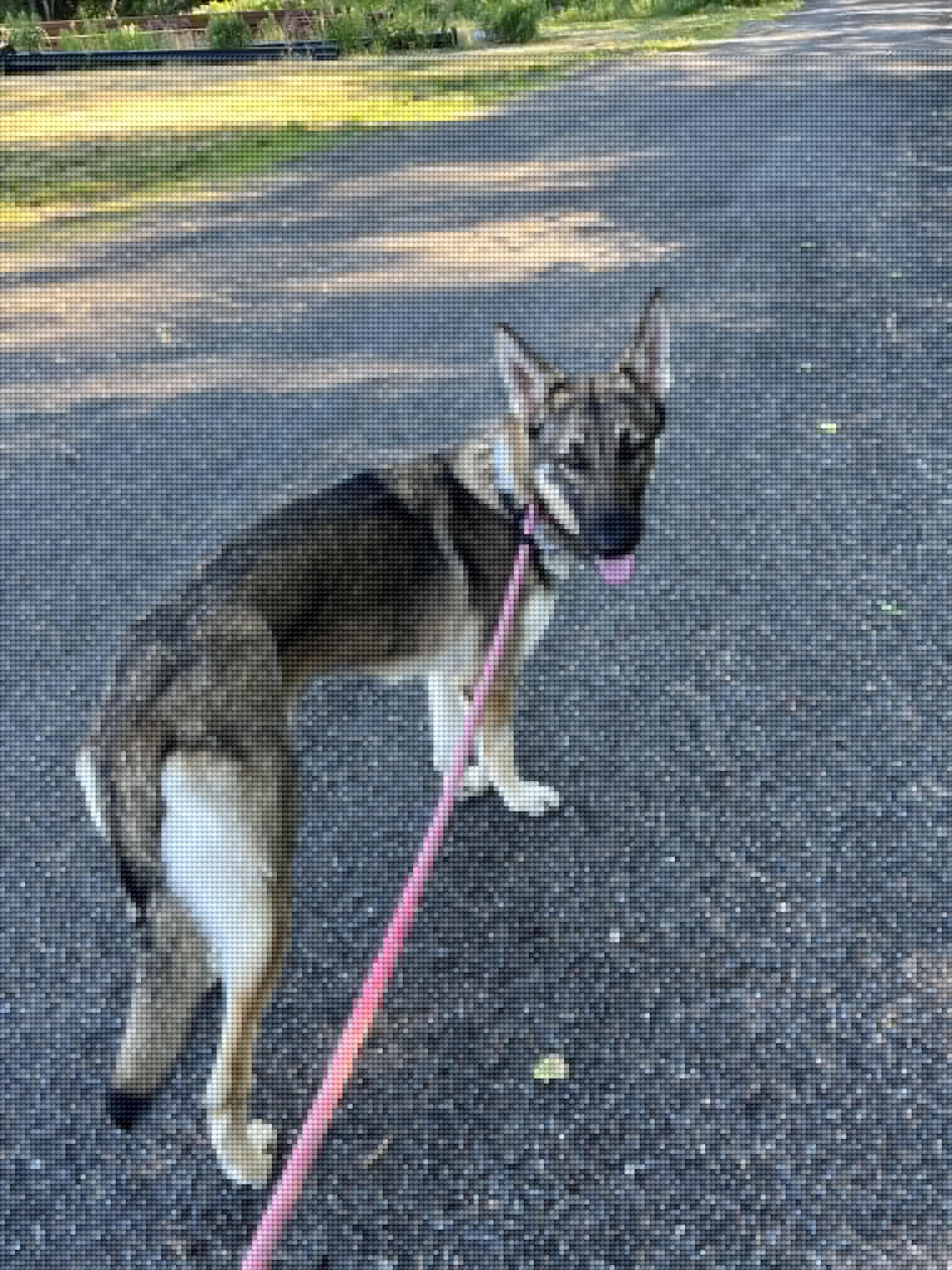 Dog of the Week: Kali